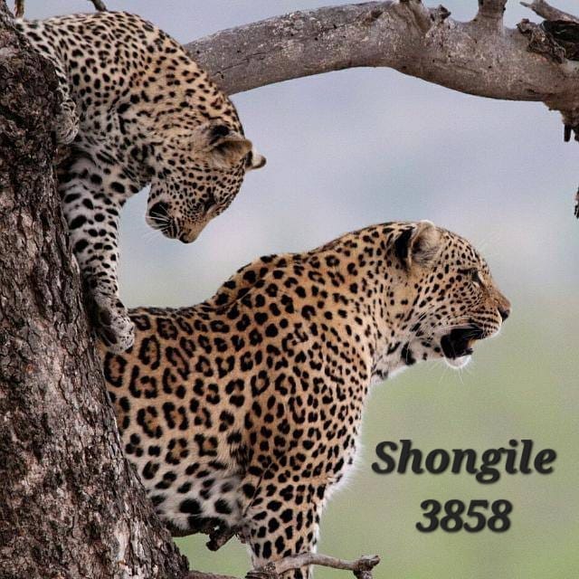 Shongile Marloth Park